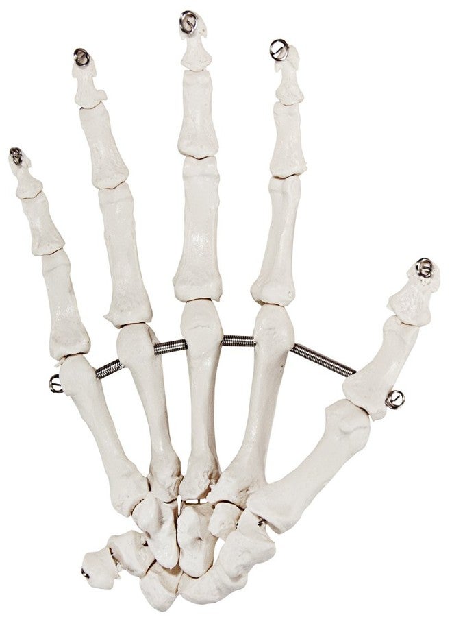 Axis Scientific Skeletal Hand | Right | Fully Articulated Flexible Hand Skeleton is Secured with Quality Wire to Demonstrate Movement | Includes Product Manual - Image 2